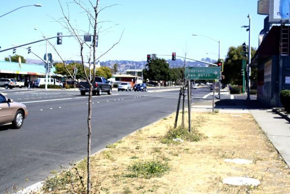 A recent survey found that as many as 30 percent of the trees on the City of Richmond's maps were dead or no longer there, victim to the cars, pollution and lack of water that commonly fell roadside trees. (Photo by: Zach St. George)